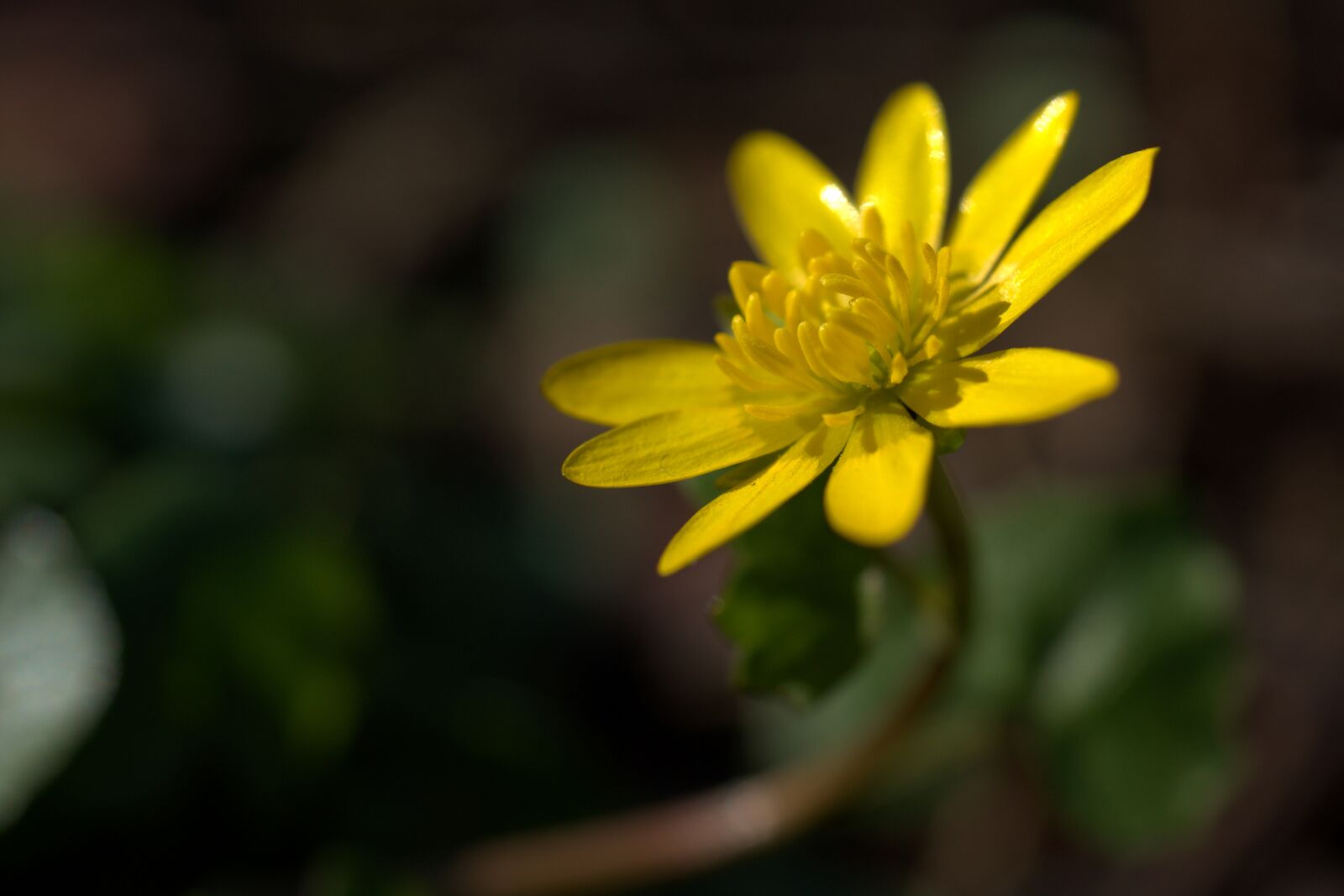 Sony FE 50mm F2.8 Macro sample photo. Flower, garden, yellow photography