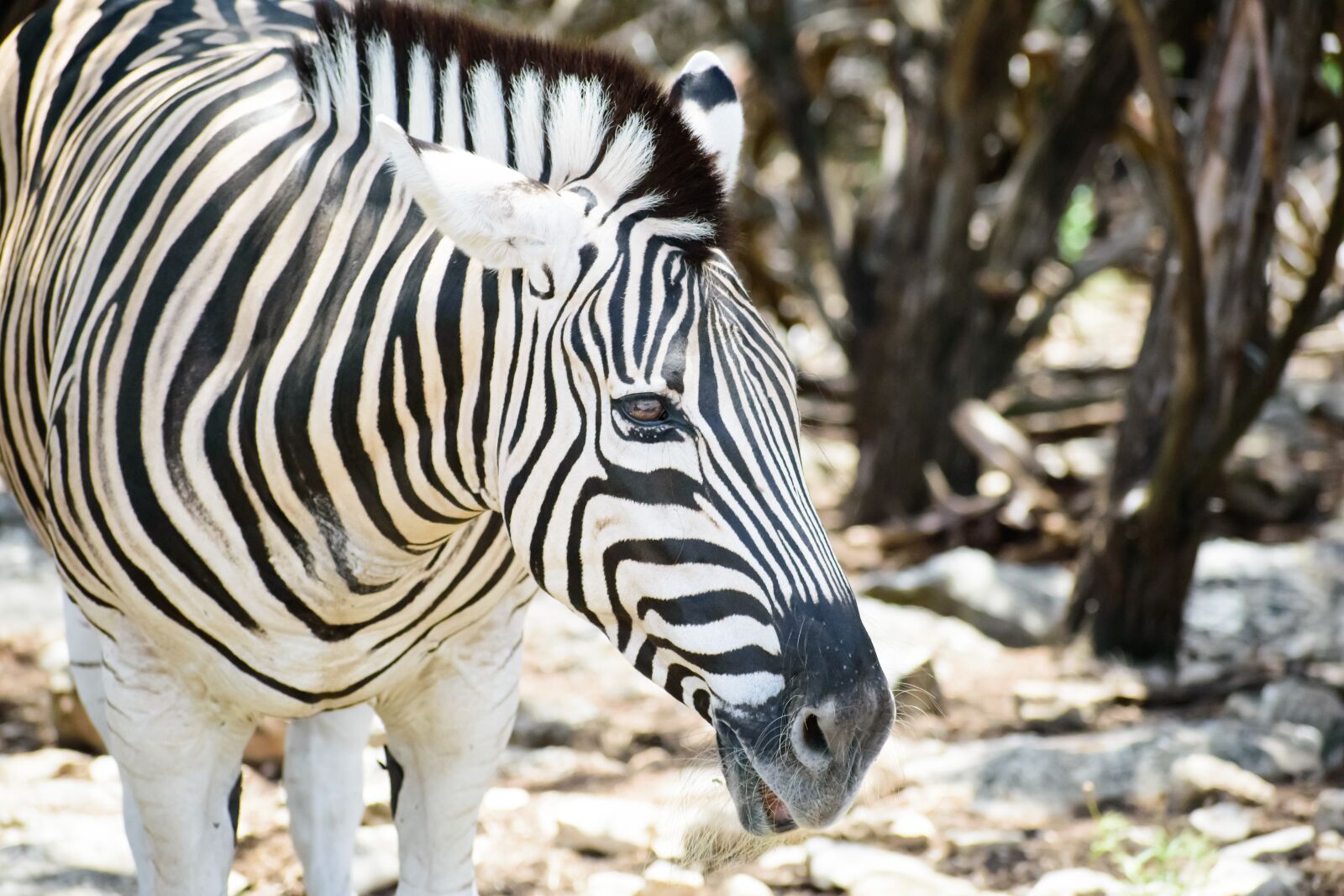 Nikon D3500 sample photo. Zebra, head, mammal photography