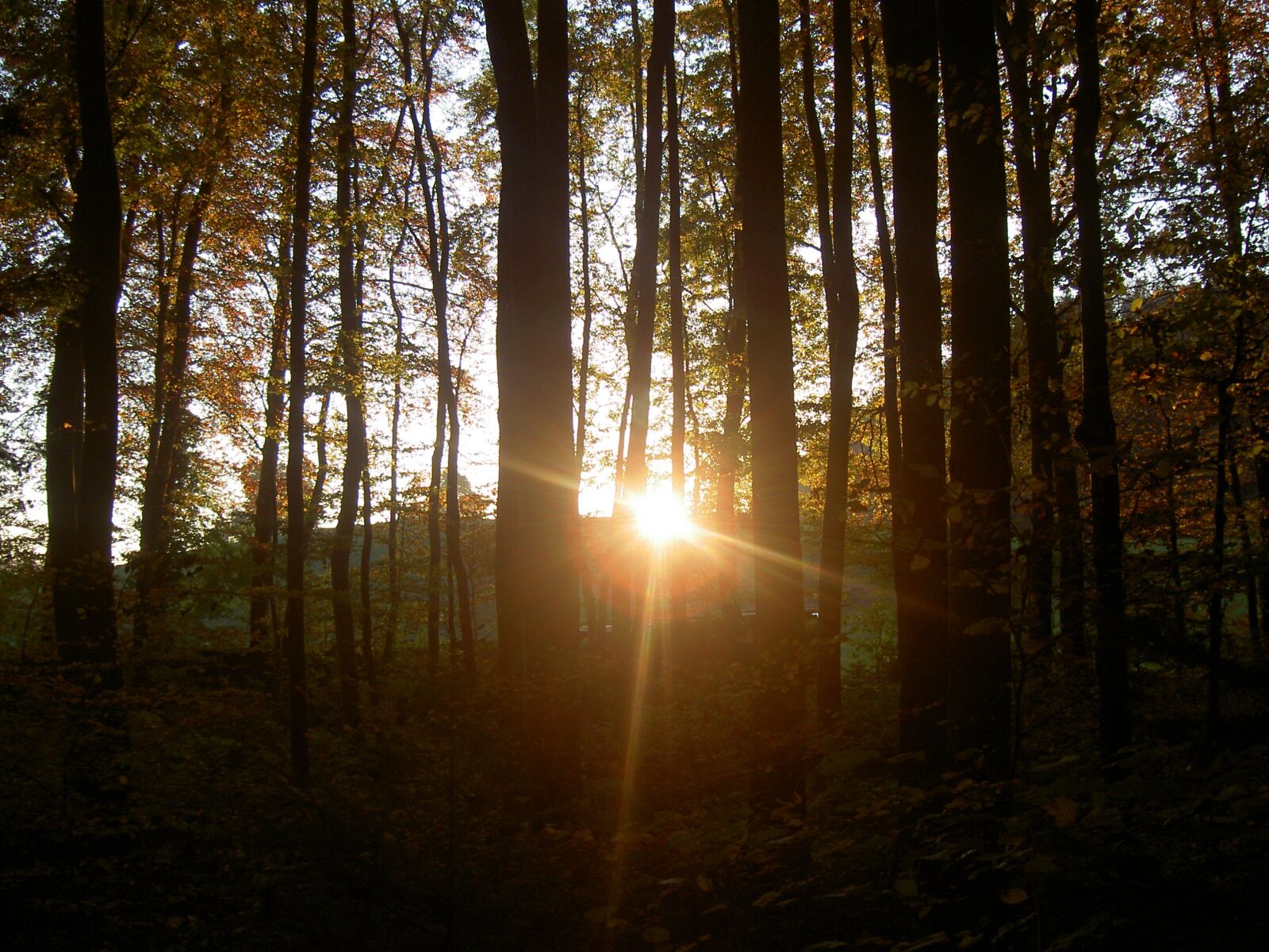 KONICA MINOLTA DiMAGE G600 sample photo. Forest, sunset, twilight photography