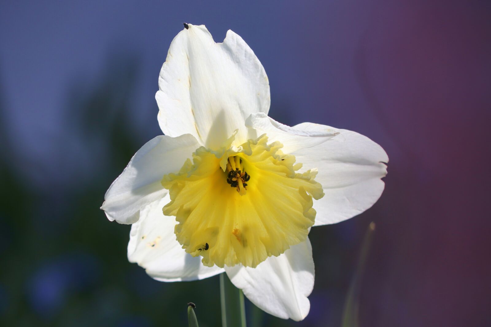 Canon EOS 200D (EOS Rebel SL2 / EOS Kiss X9) sample photo. Narcissus, white, light on photography