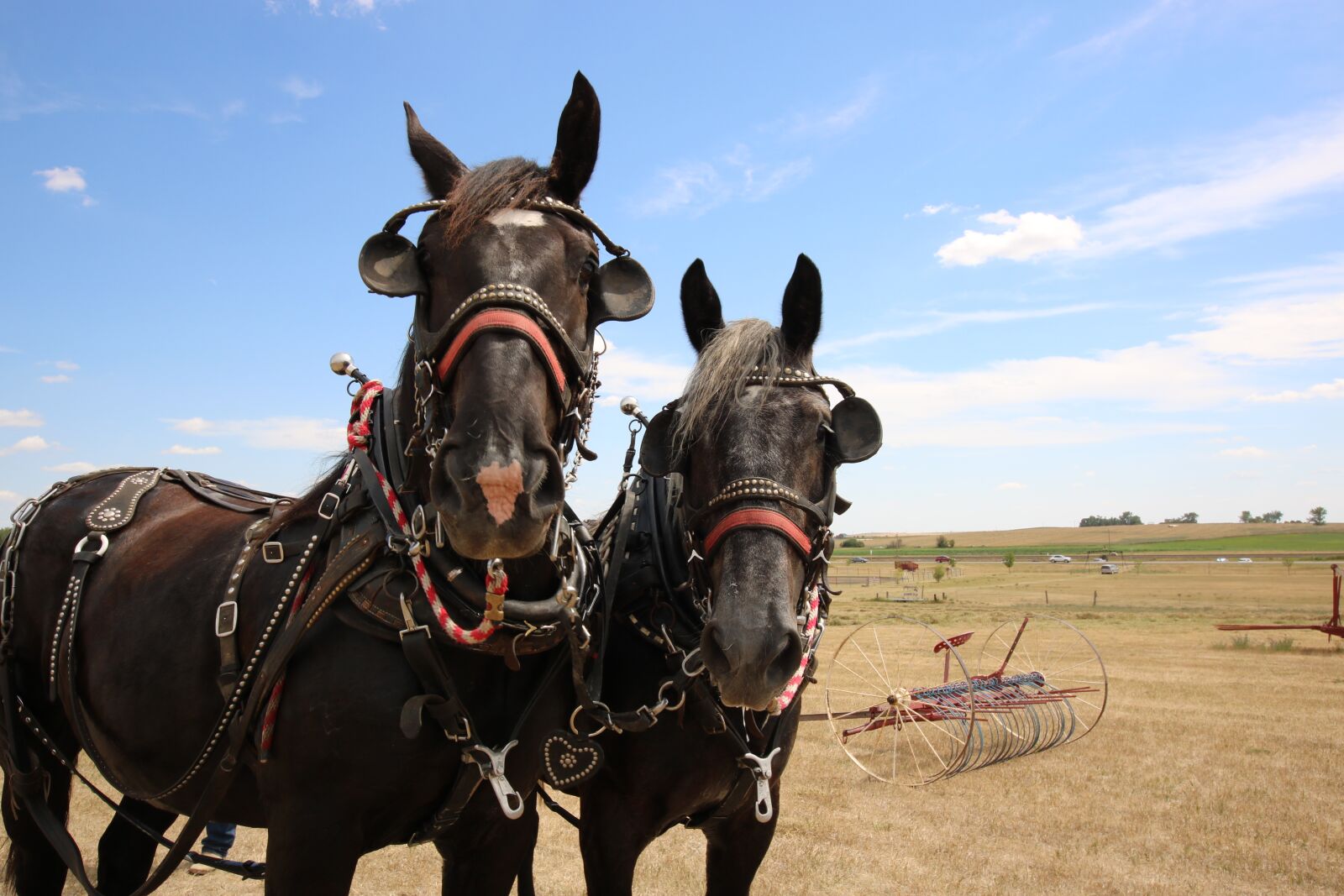 Canon EOS 750D (EOS Rebel T6i / EOS Kiss X8i) sample photo. Farm, rural, horses photography