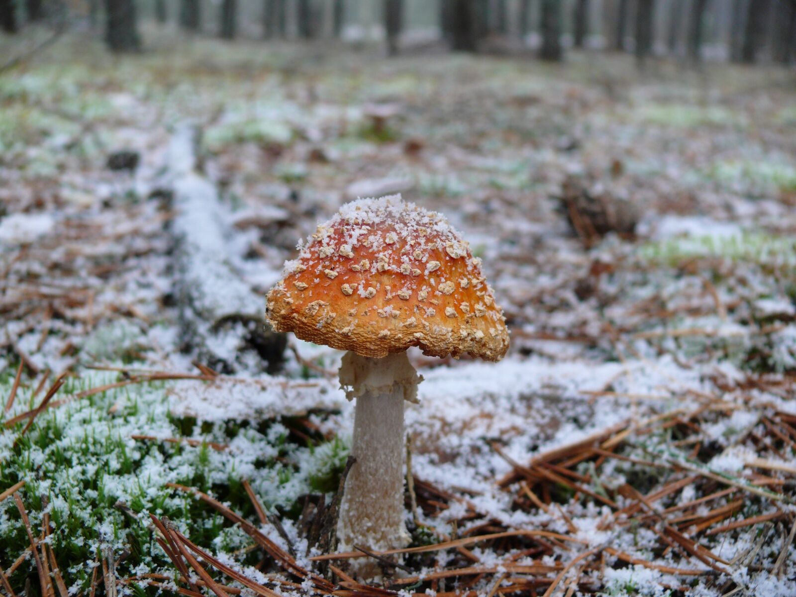 Panasonic DMC-FZ50 sample photo. Amanita, winter, forest photography
