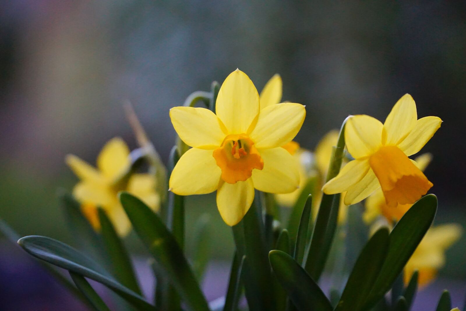 Sony a6000 + Sony E PZ 18-105mm F4 G OSS sample photo. Nature, plant, flower photography