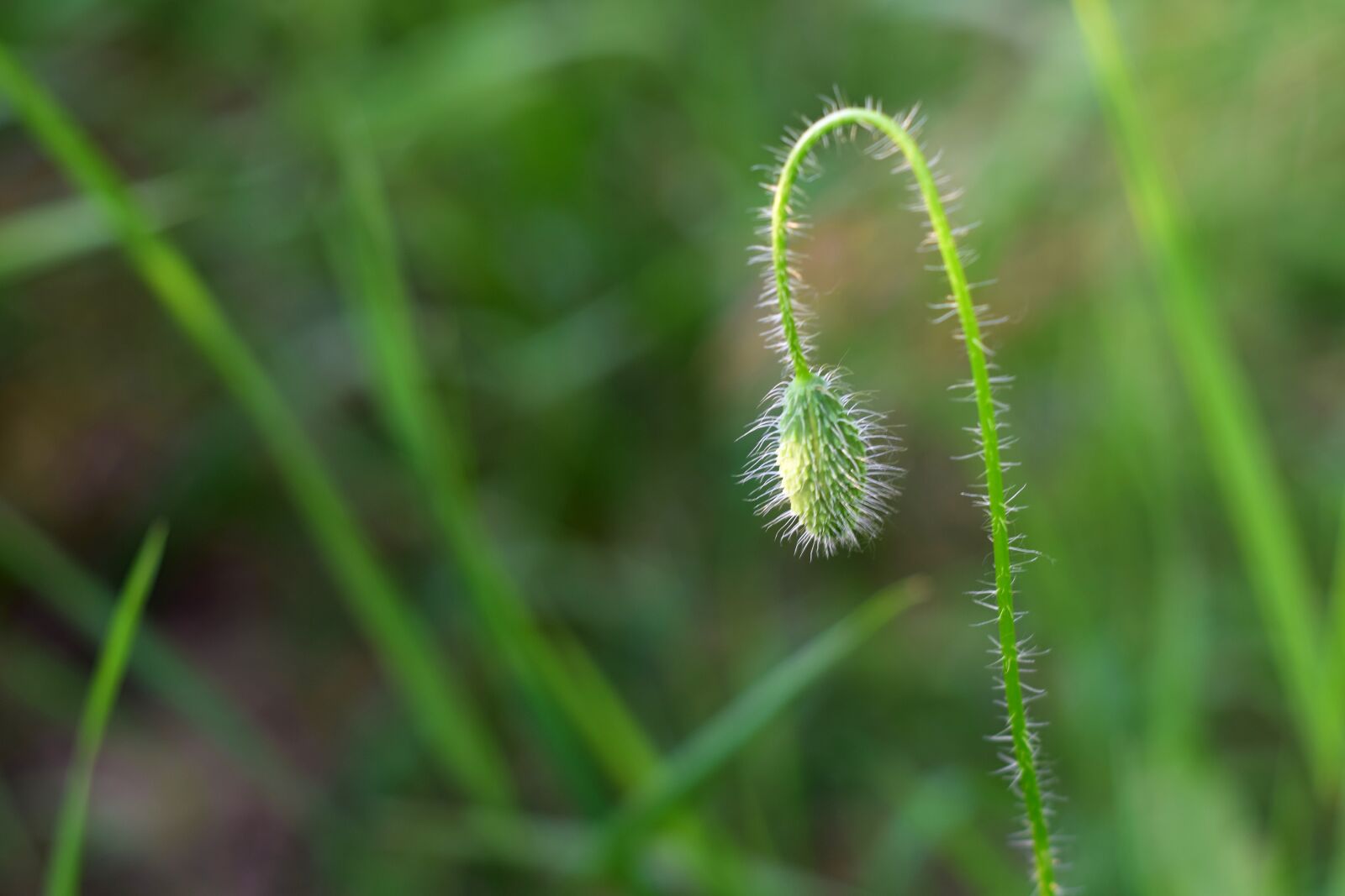 Nikon D5300 sample photo. Wild poppy, the puck photography