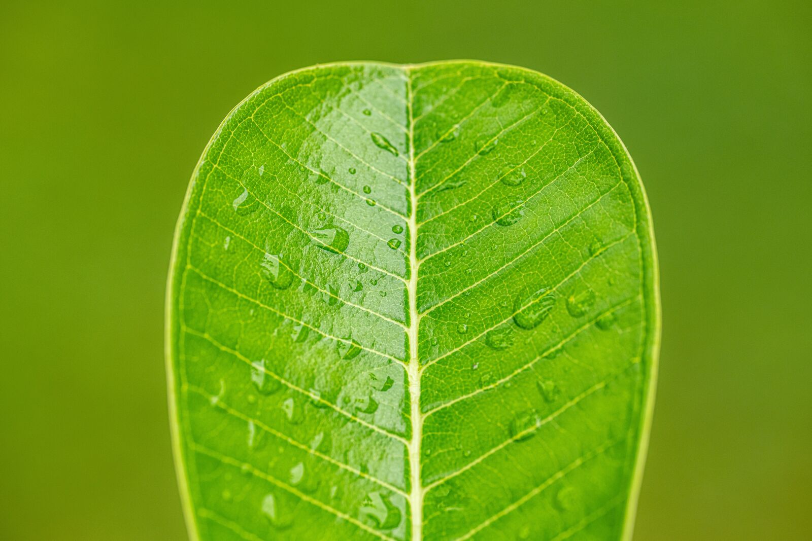 Nikon D850 sample photo. Sheet, drops, green photography