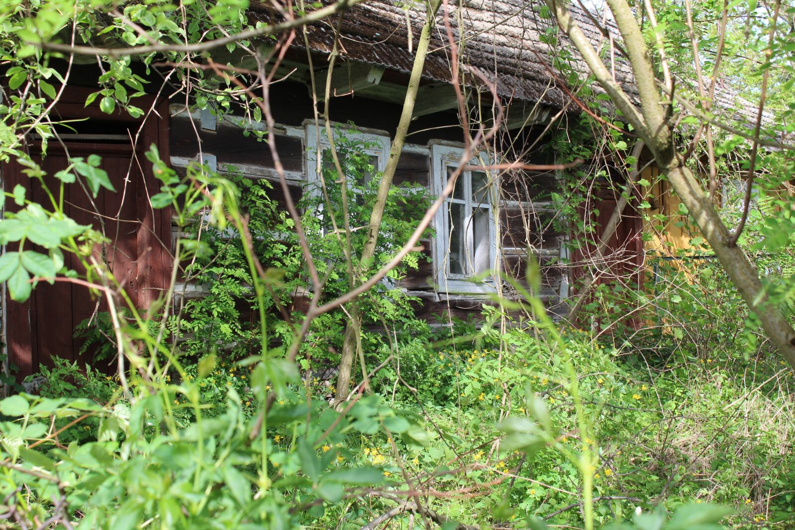 Canon EOS 1300D (EOS Rebel T6 / EOS Kiss X80) sample photo. Nature, leaf, plant photography