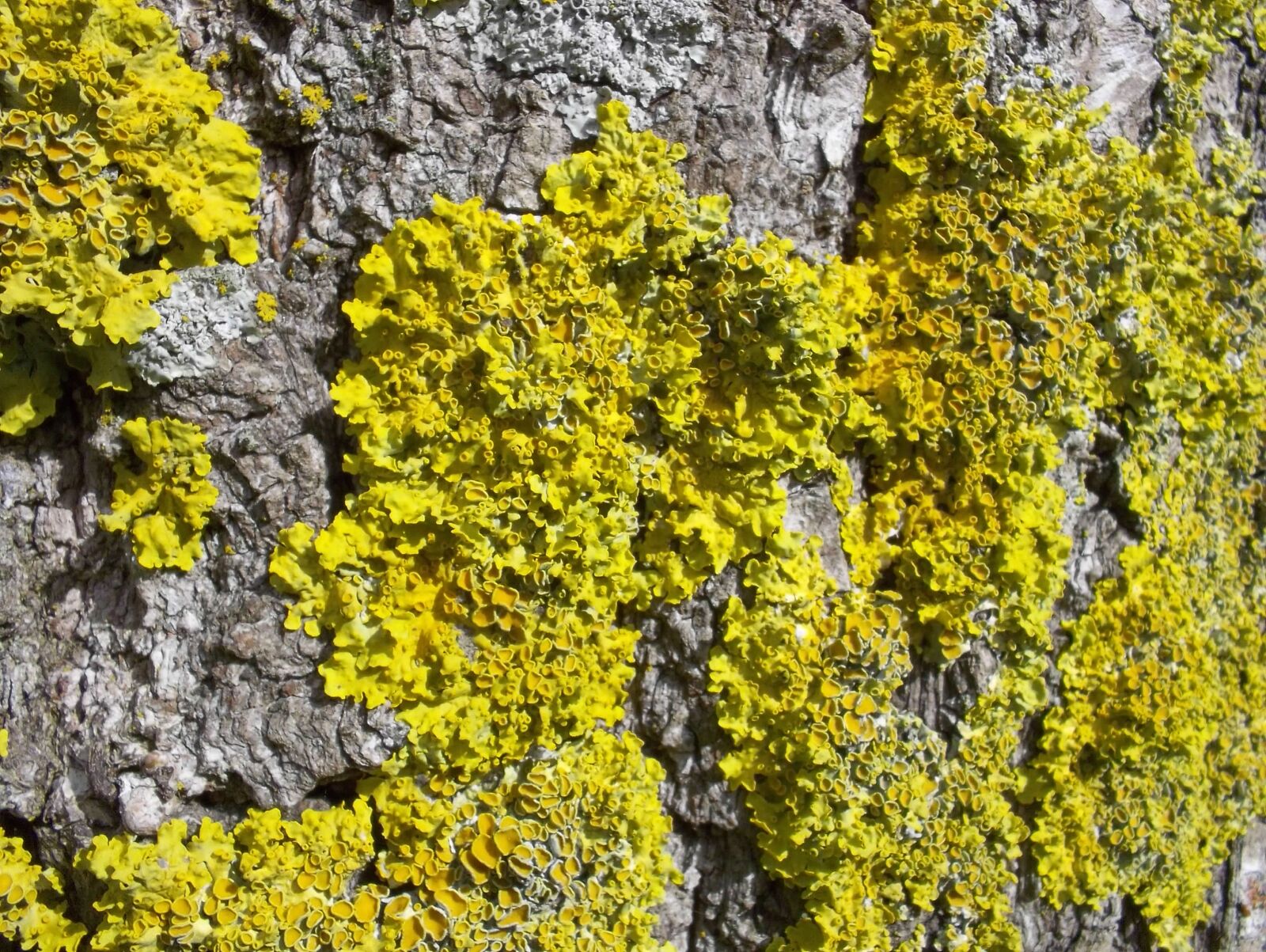 Kodak EASYSHARE MINI CAMERA, M200 sample photo. Moss, yellow, bark photography