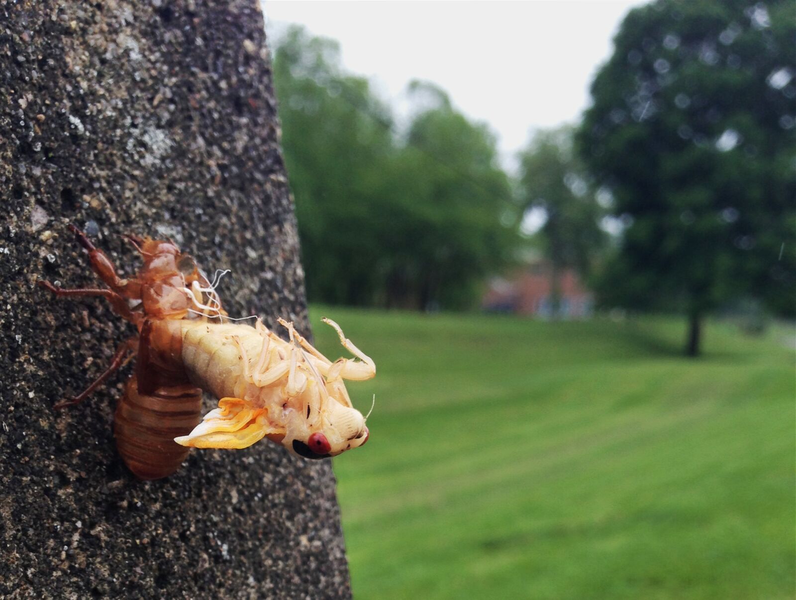 Apple iPhone 5 sample photo. Cicada, molting, ecdysis photography