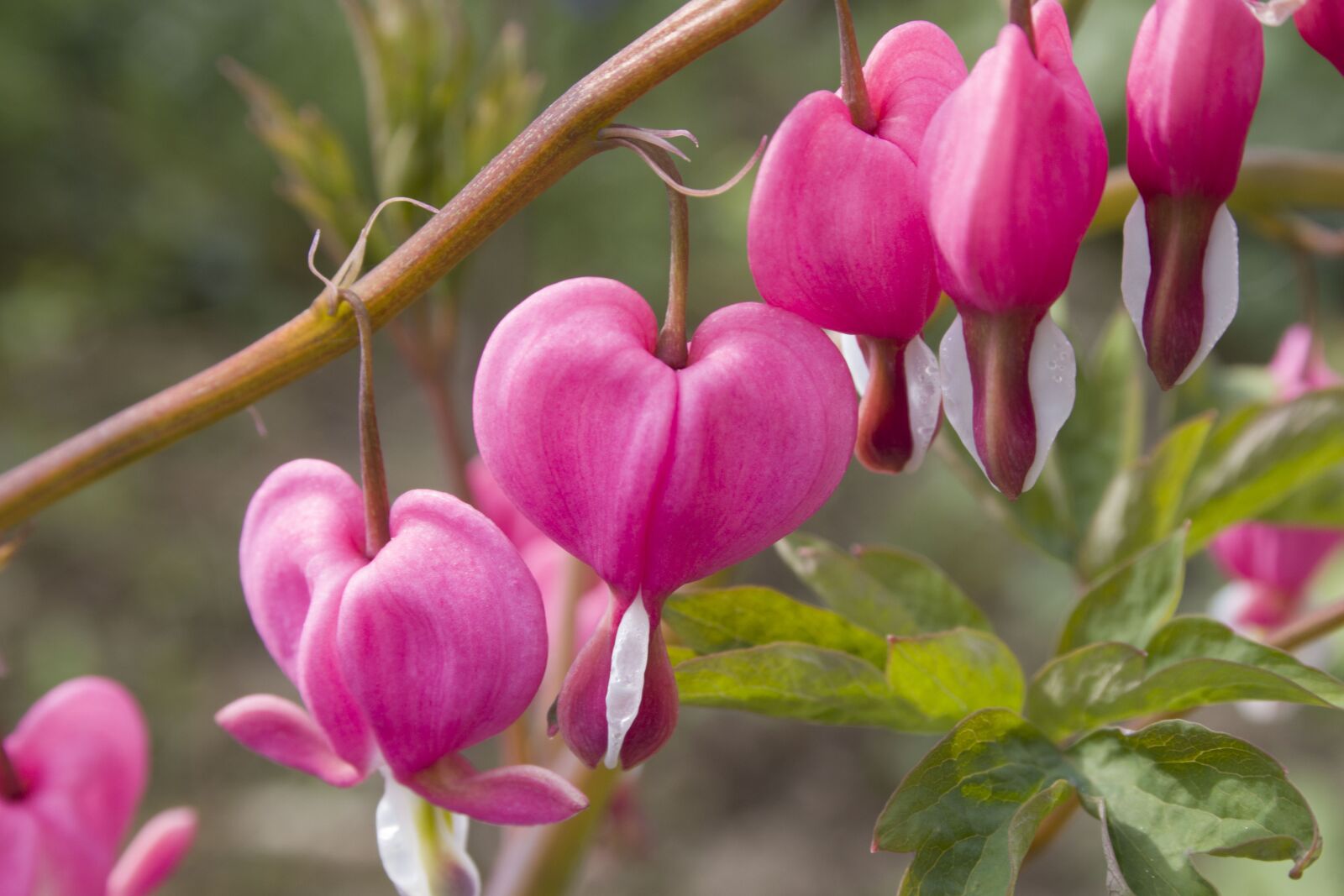 Canon EOS 80D sample photo. Flower, heart, bleeding heart photography