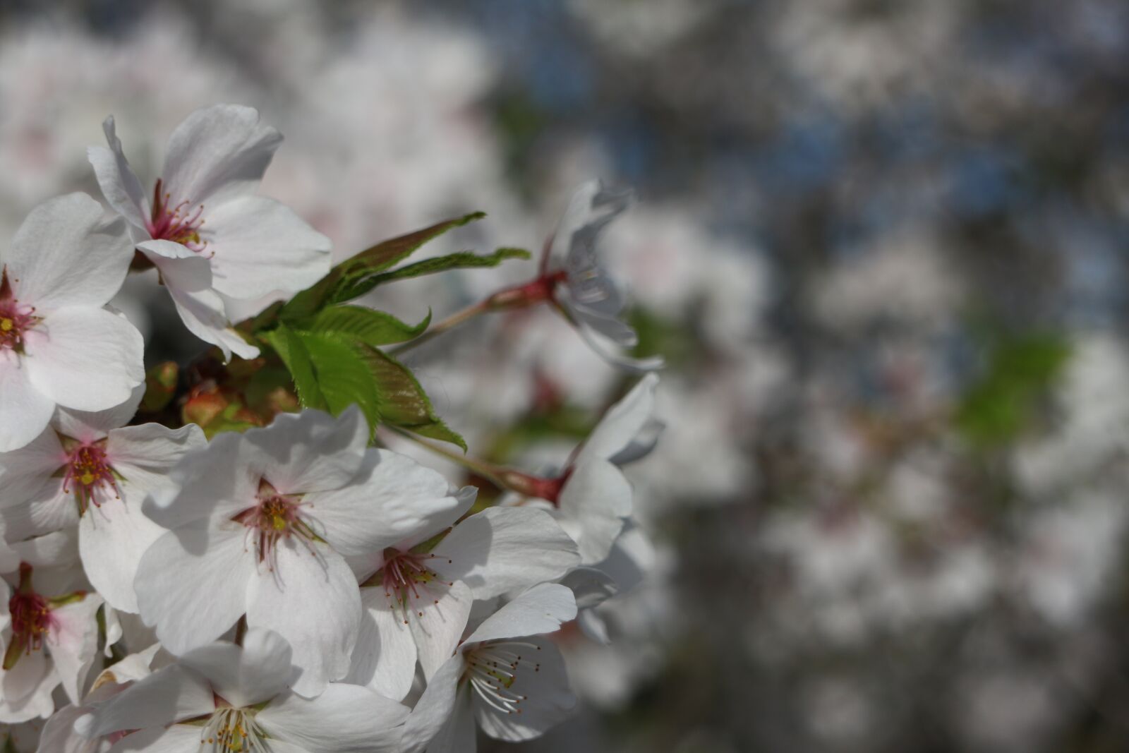 Canon EOS M + Canon EF-M 18-55mm F3.5-5.6 IS STM sample photo. Cherry blossom, nature, spring photography