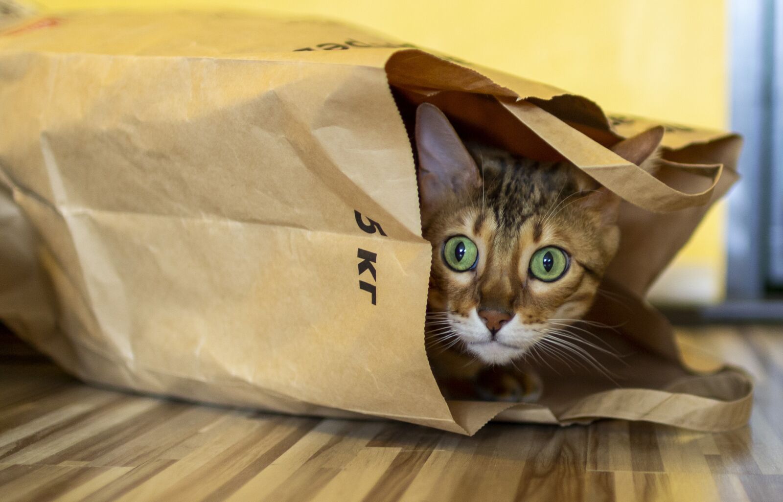 Canon EOS 60D sample photo. Cat, package, bengali photography