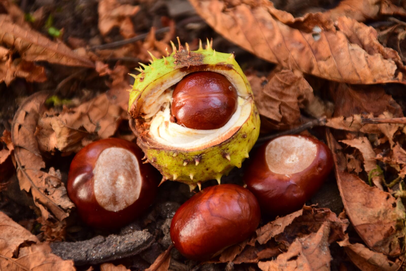 Nikon D3300 sample photo. Chestnut, autumn, prickly photography