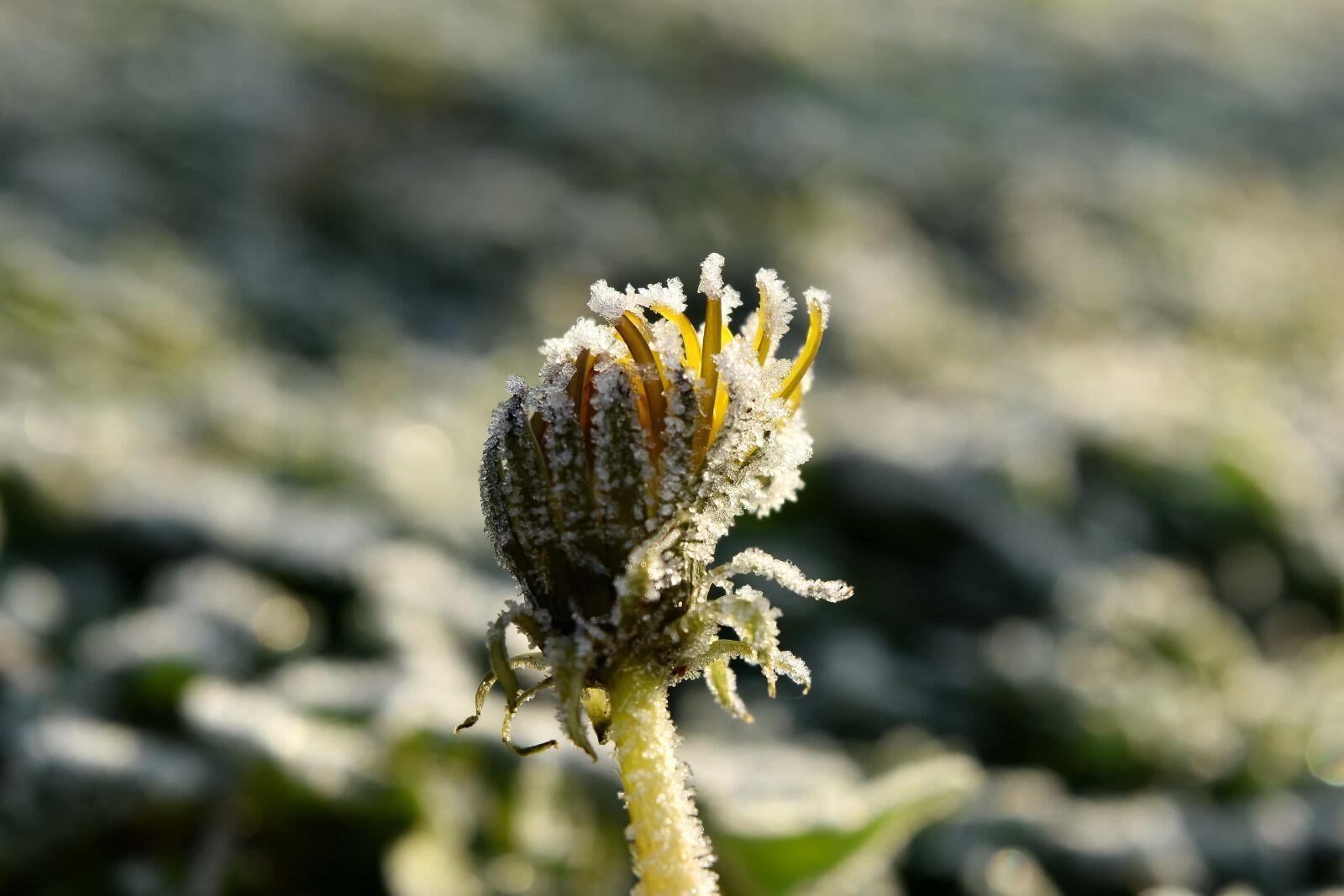Nikon D5500 sample photo. Cold, dandelion, flower, frost photography