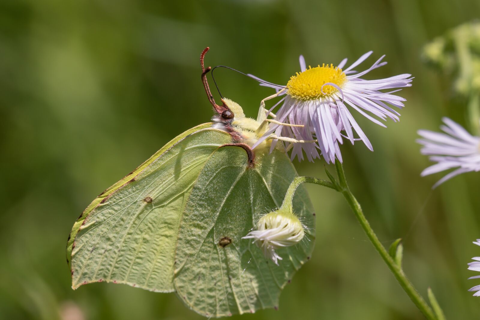 Canon EOS 7D Mark II sample photo. Butterfly, blossom, bloom photography