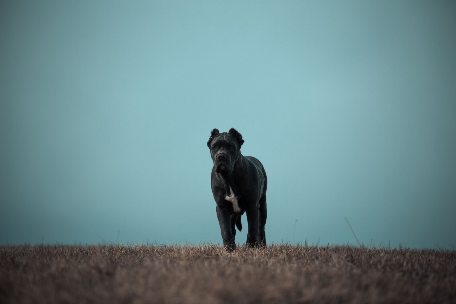 Canon EOS 6D sample photo. Bandog, puppy, blue eyes photography