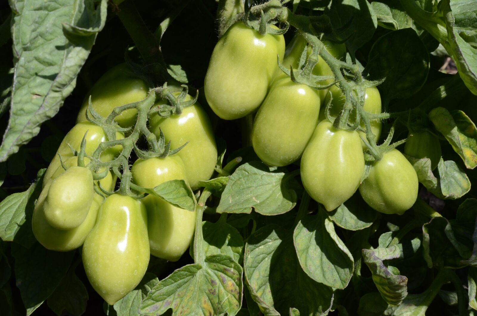 Nikon D5100 sample photo. Tomatoes, green, vegetables photography