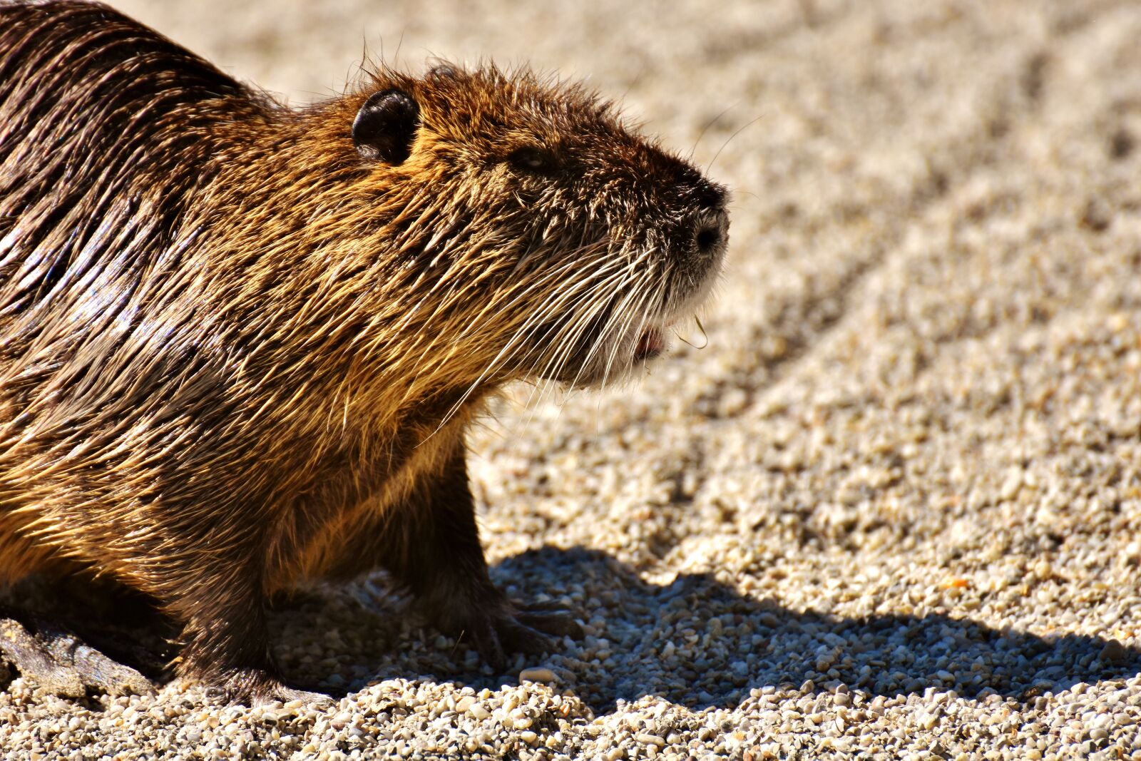 Nikon D7200 sample photo. Nutria, water rat, water photography