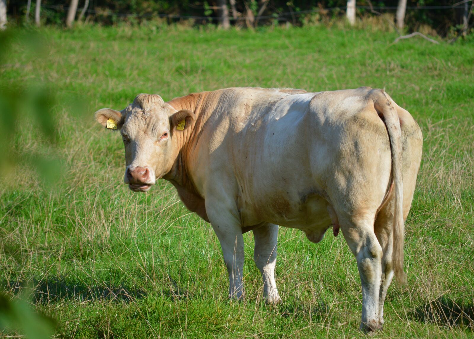 Nikon D3200 sample photo. Beef, animal, pasture photography