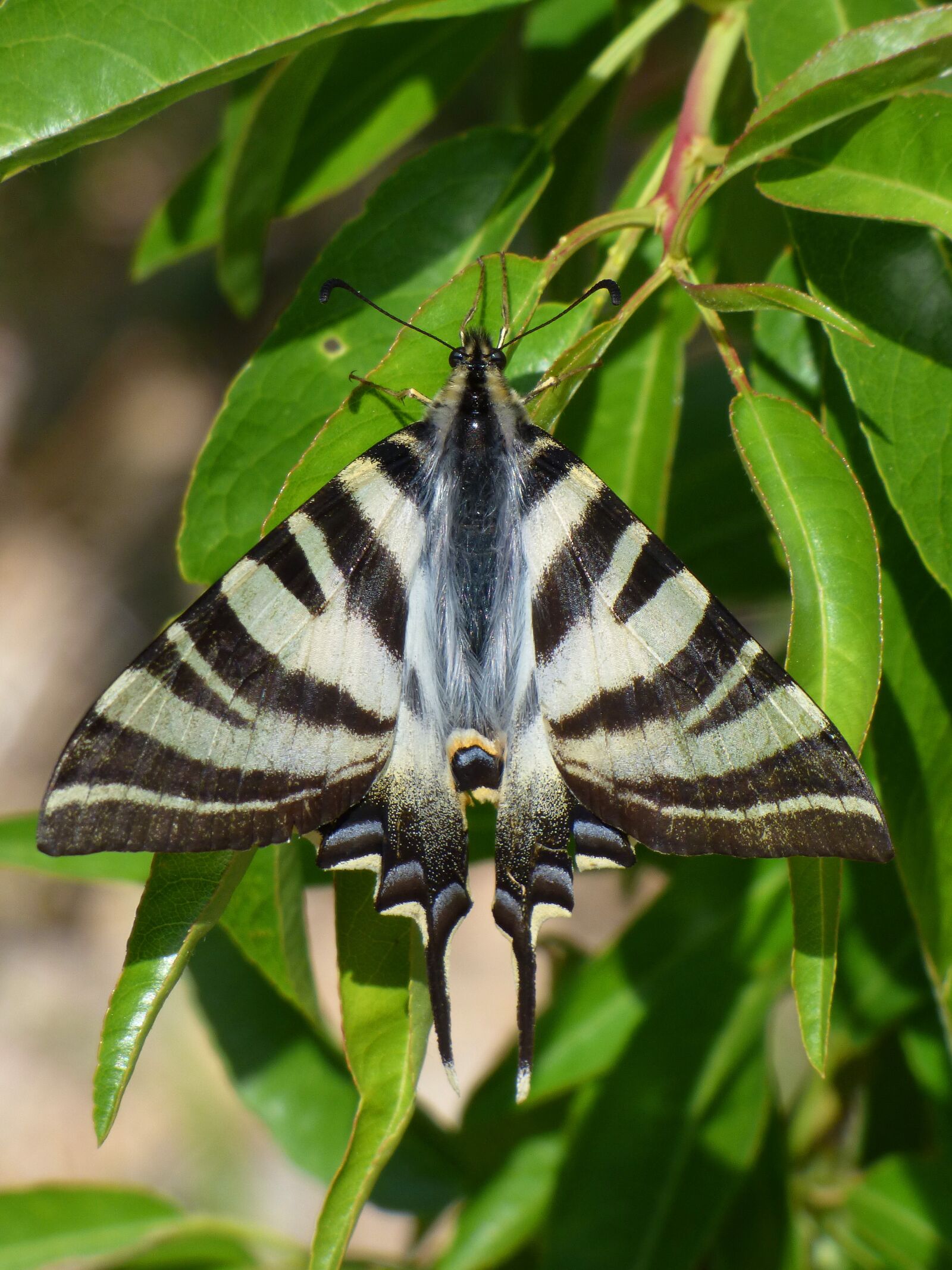 Panasonic Lumix DMC-FZ70 sample photo. Papilio machaon, butterfly queen photography