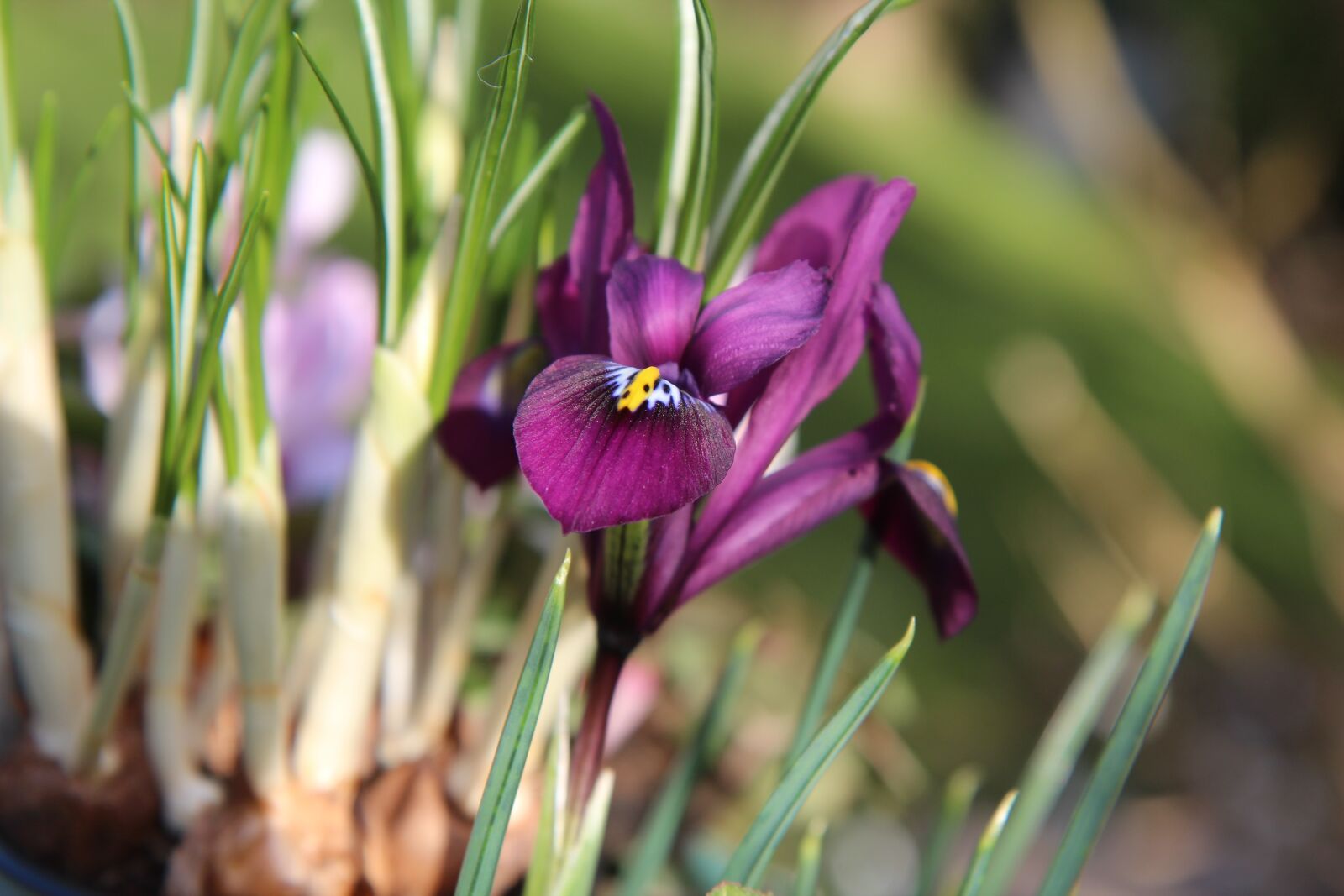 Canon EOS 600D (Rebel EOS T3i / EOS Kiss X5) sample photo. Iris purple, iris, flower photography