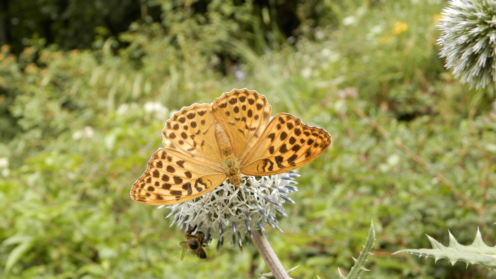 Olympus SP-620UZ sample photo. Nature, insect, butterflies photography