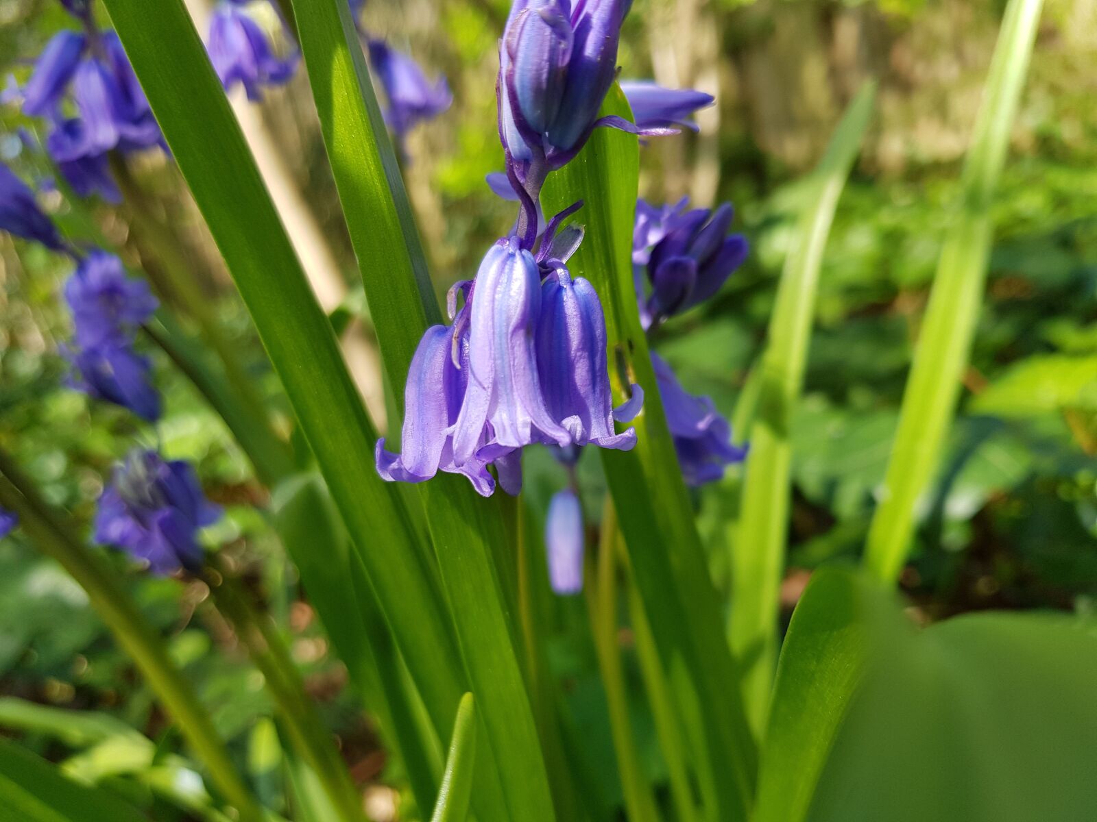 Samsung Galaxy S8 sample photo. Purple, flower, spring photography