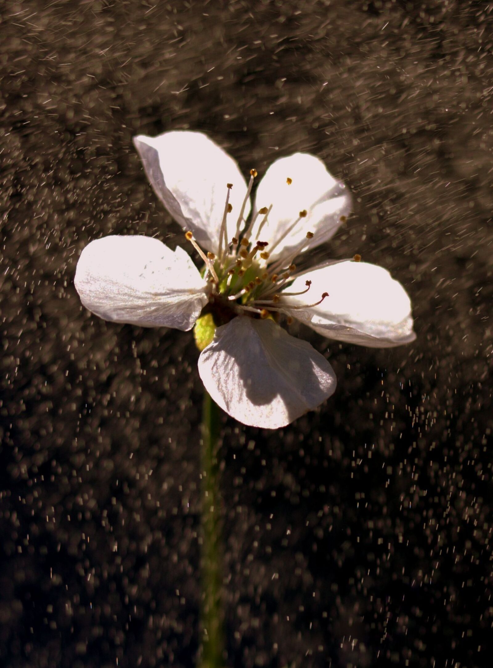Canon EF-S 60mm F2.8 Macro USM sample photo. Flower, white, rain photography