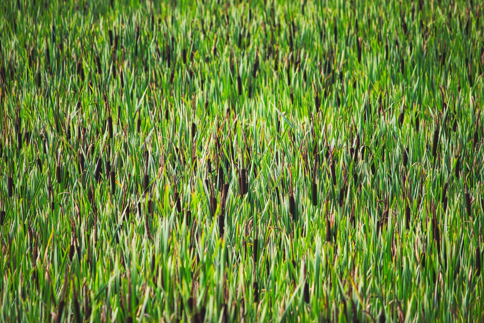 Canon EOS 600D (Rebel EOS T3i / EOS Kiss X5) sample photo. Reed, pond, water photography