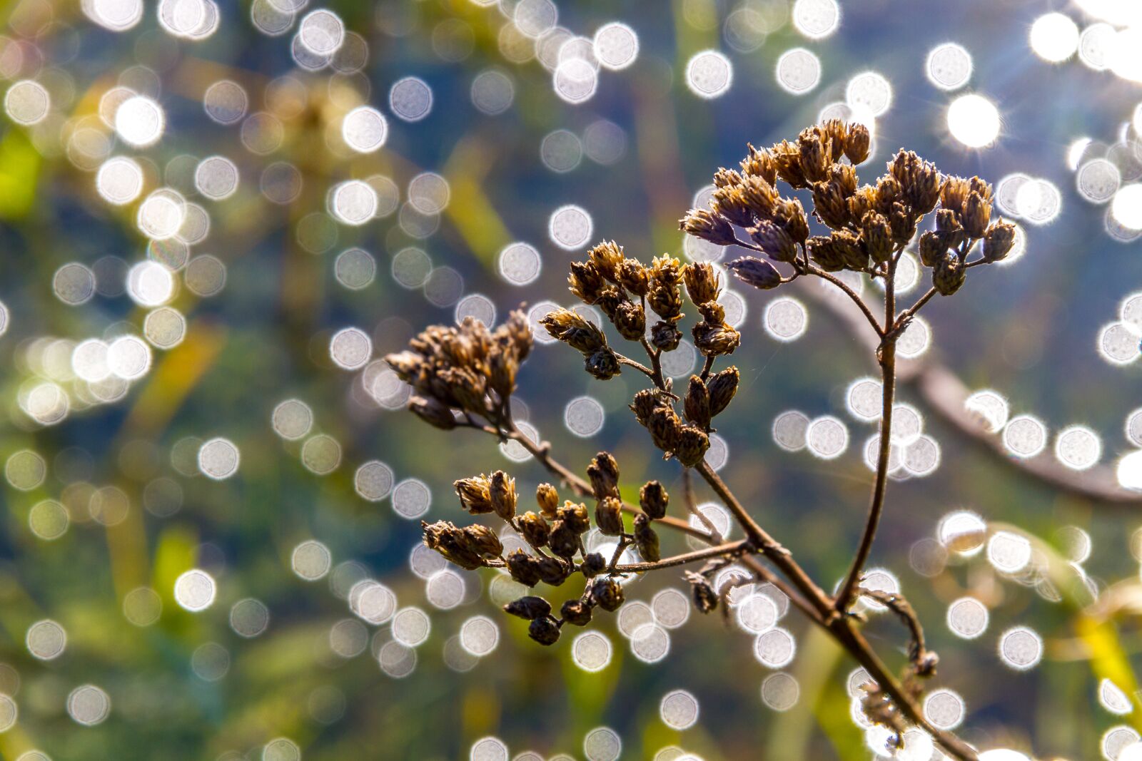 Canon EOS 7D sample photo. Přírada, flowers, reflections photography