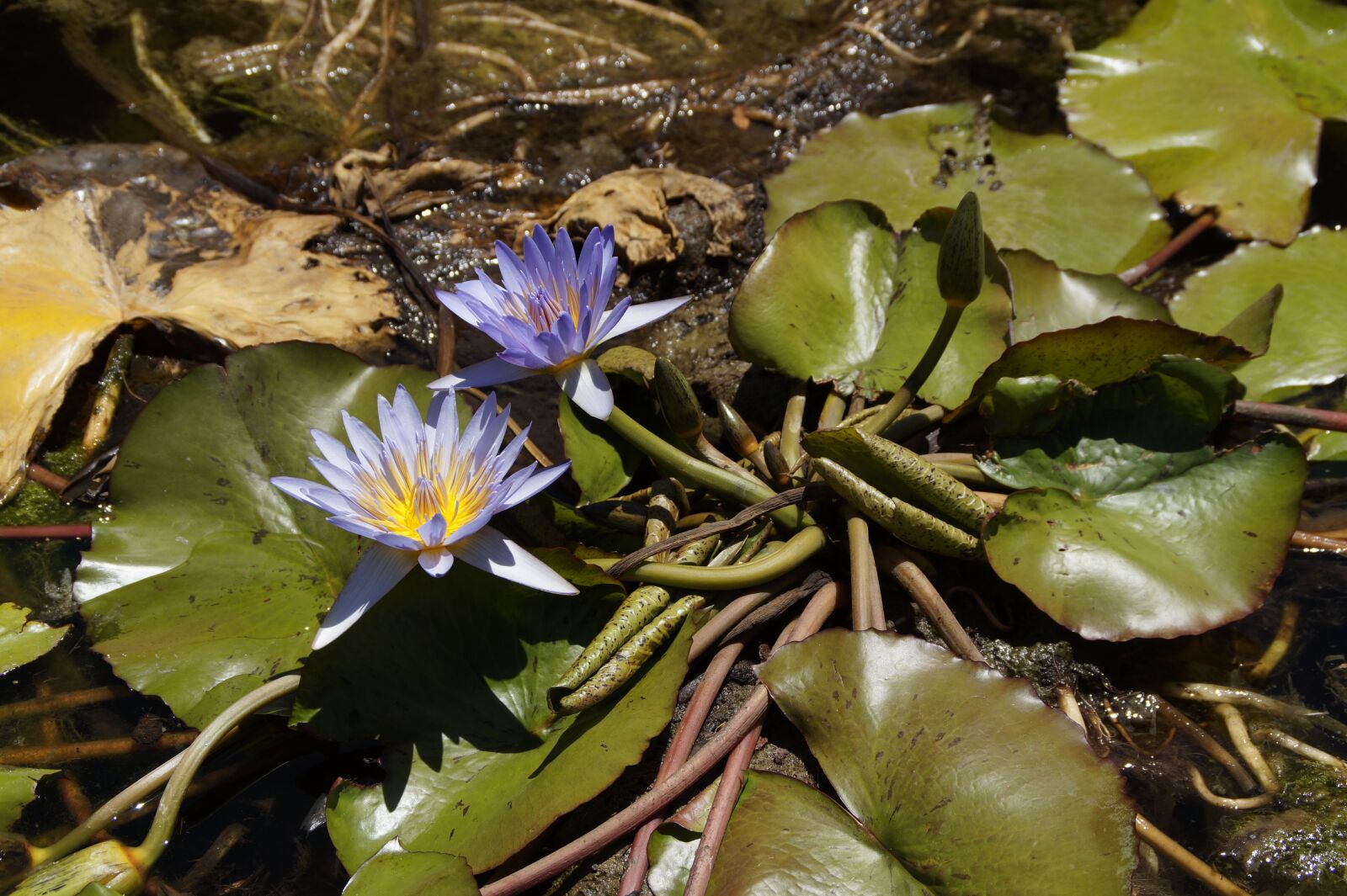 Sony SLT-A58 sample photo. Water lilies, blossom, bloom photography