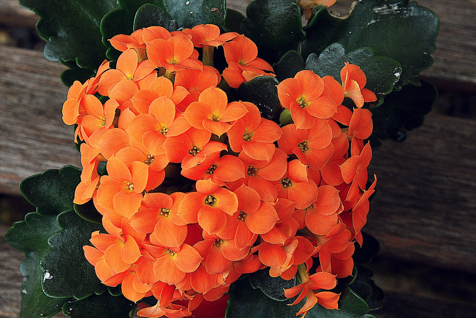 Nikon D7200 sample photo. Flower, close up, kalanchoe photography