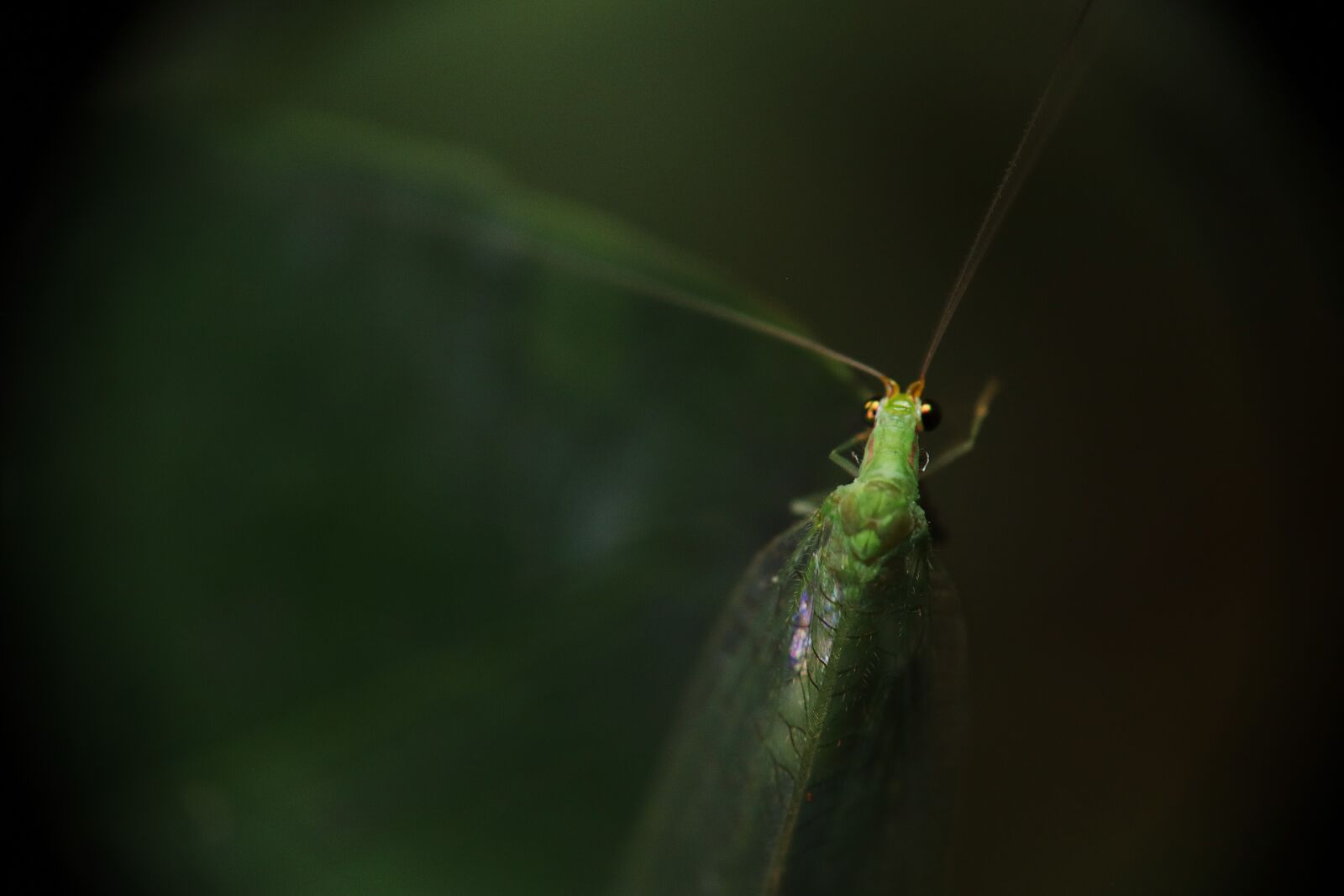 Canon EOS M50 (EOS Kiss M) sample photo. Insect, lacewing, green lacewing photography