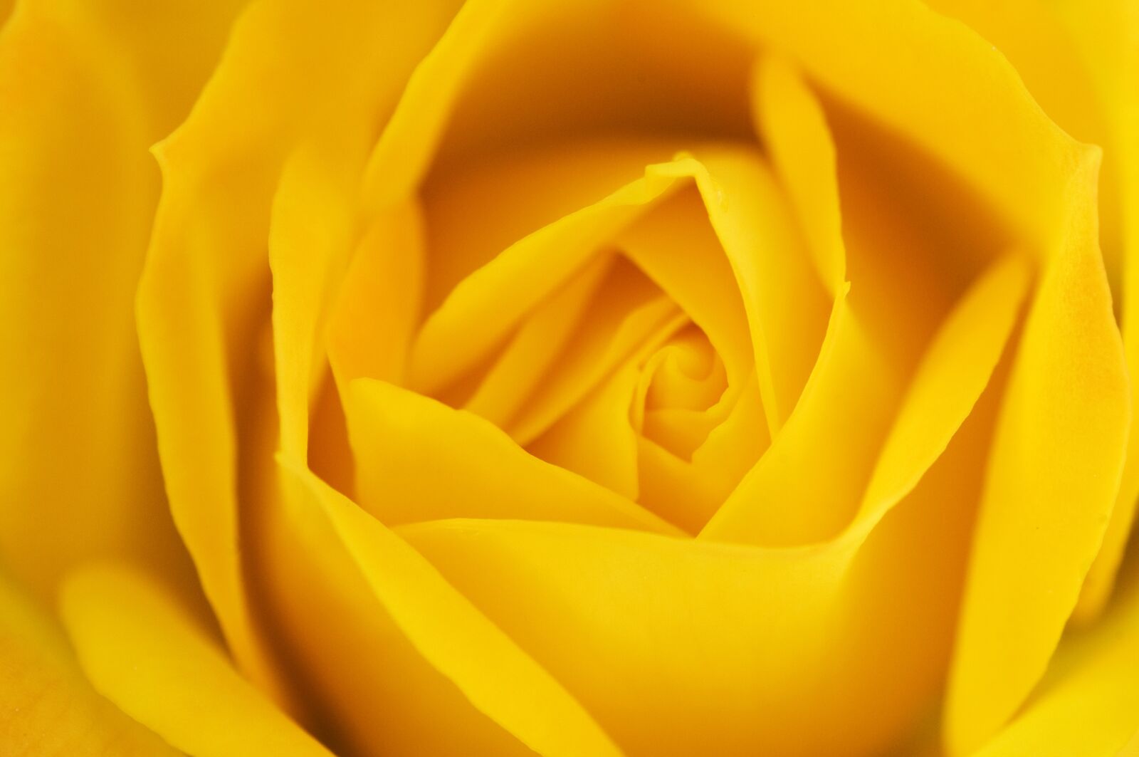 Nikon D300 sample photo. Rose, orange rose, orange photography
