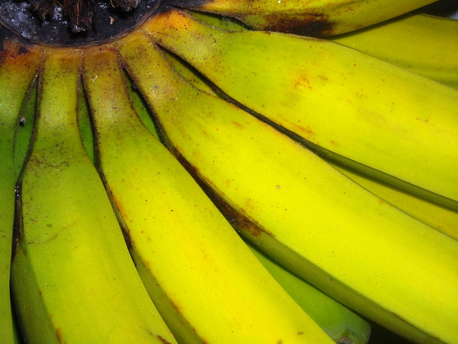 Nikon Coolpix L16 sample photo. Bananas, fruit, green photography