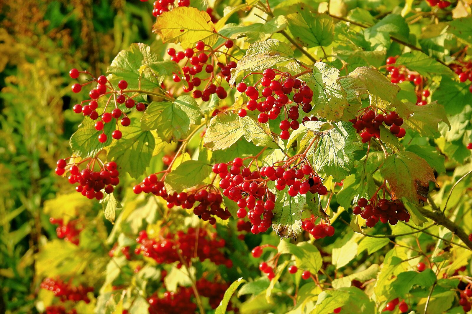 Nikon Coolpix P900 sample photo. Plant, red, nature photography