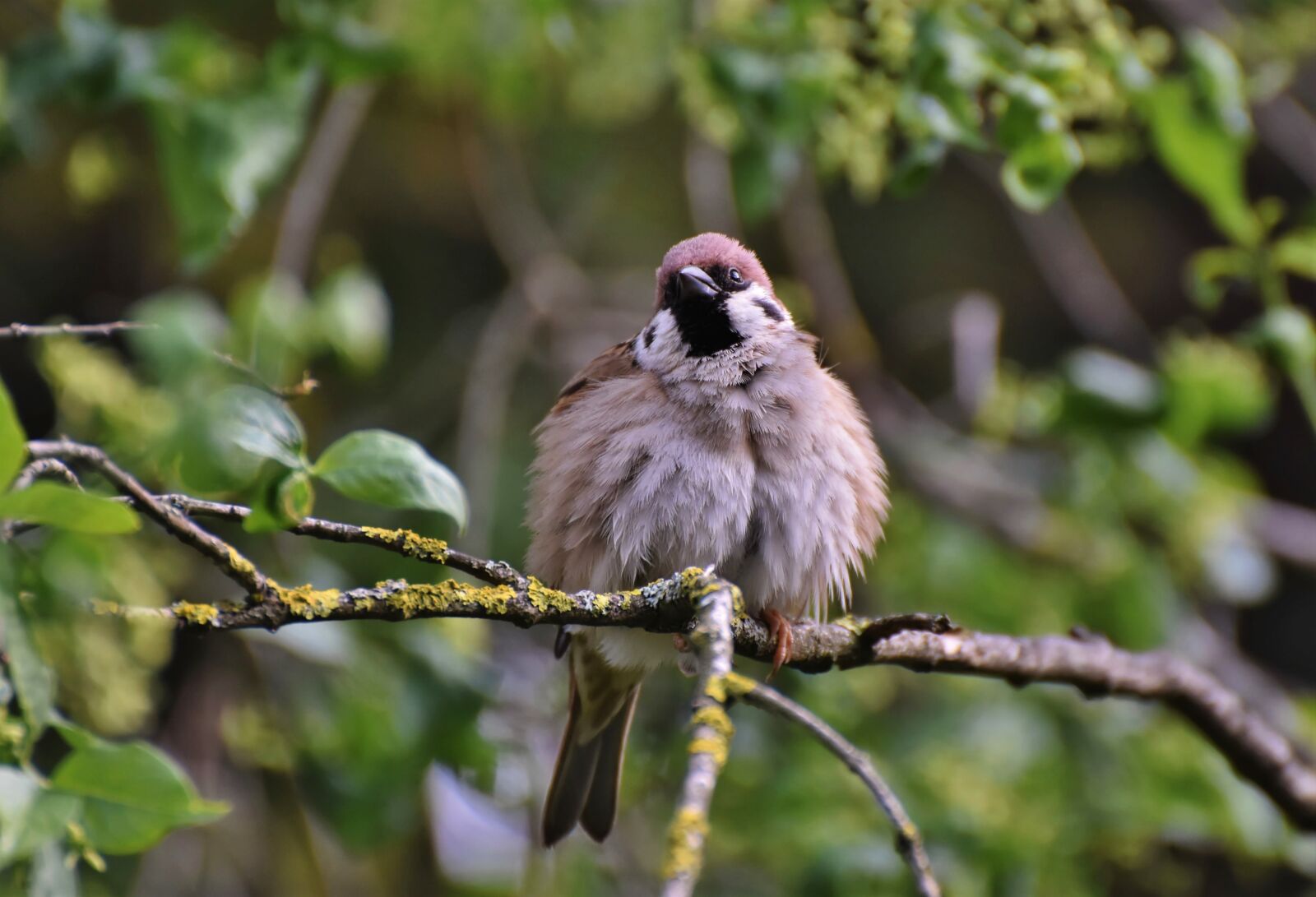 Nikon D7200 sample photo. Sparrow, sperling, bird photography