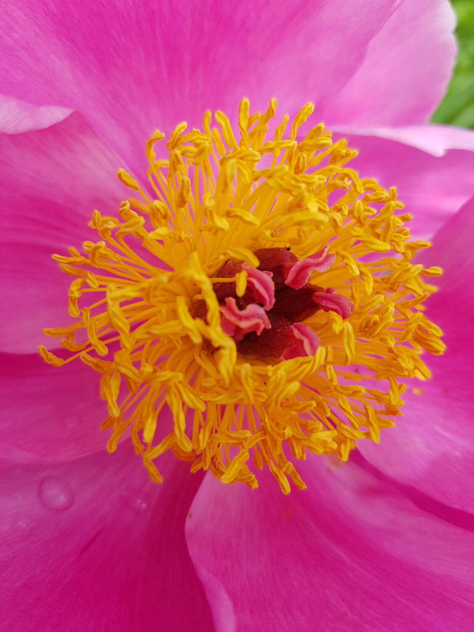 Samsung Galaxy S8 sample photo. Peony, blossom, bloom photography