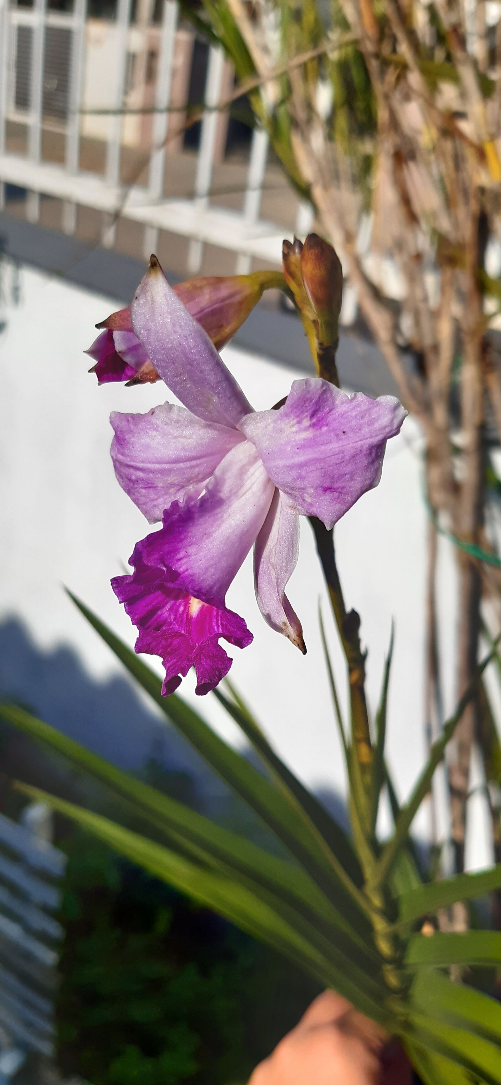 Samsung Galaxy A30 sample photo. Flor, rosa, dia photography