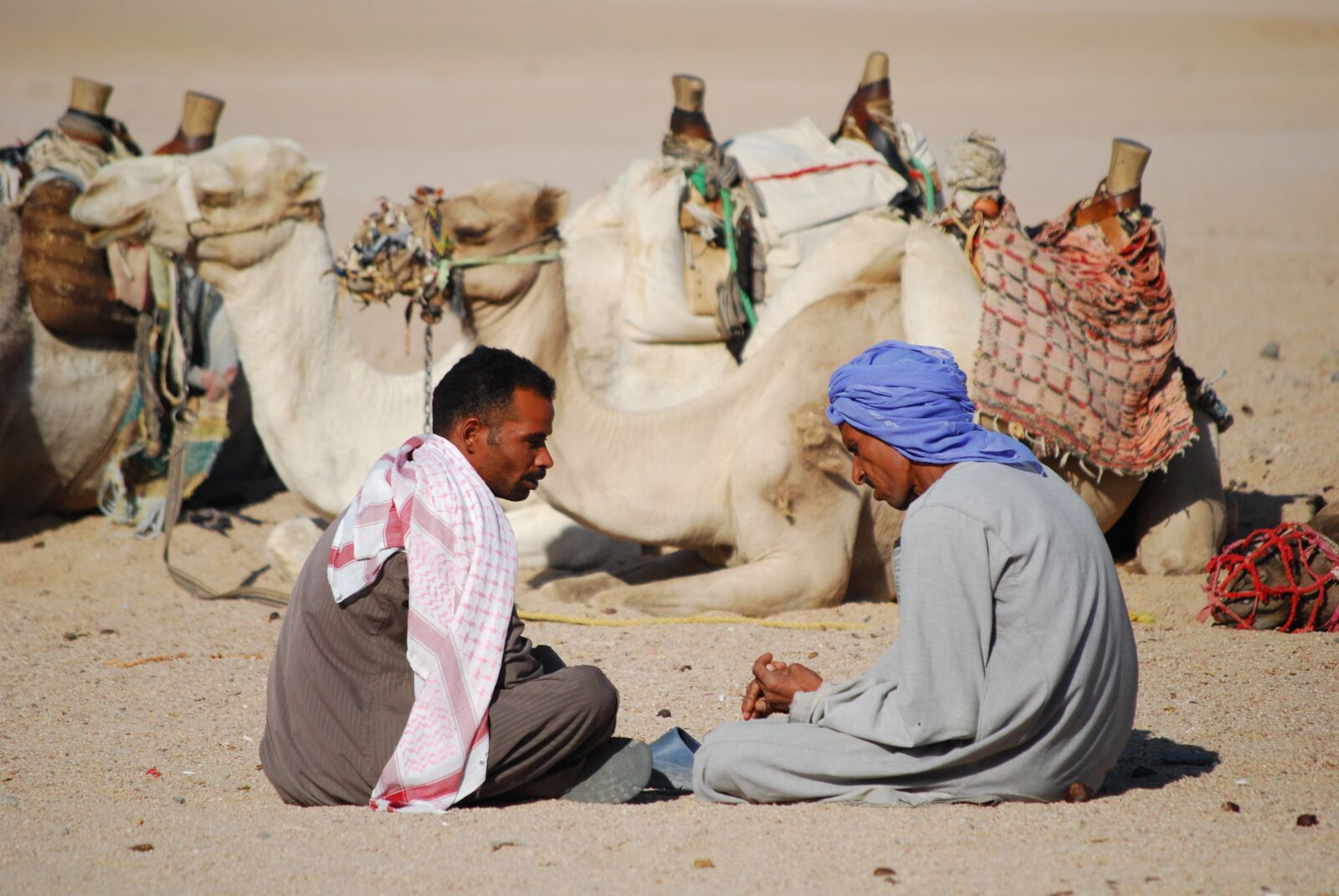 Nikon D60 sample photo. Desert, camel, africa photography