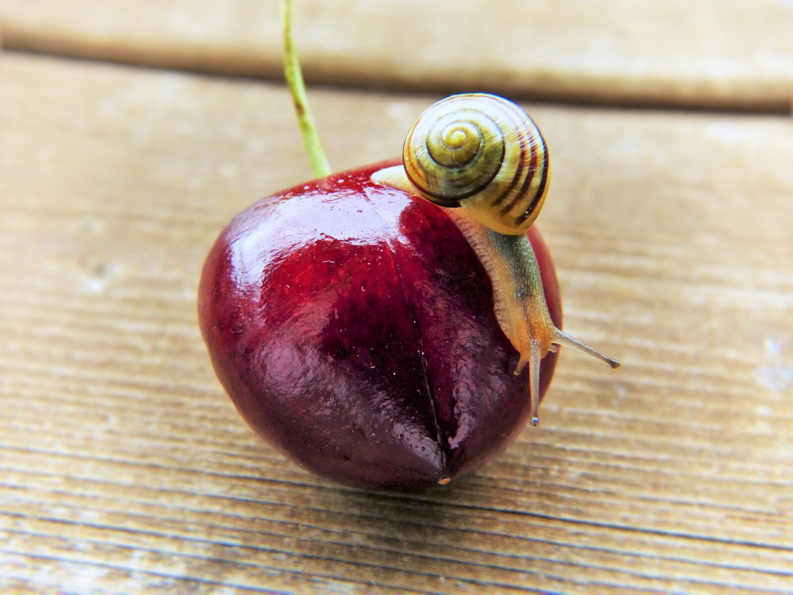 Panasonic Lumix DMC-FZ150 sample photo. Cherry, snail, shell photography