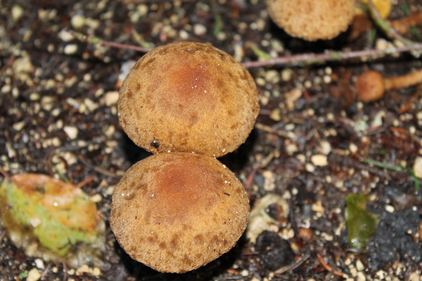 Canon EOS 1100D (EOS Rebel T3 / EOS Kiss X50) sample photo. Mushroom, brown, nature photography