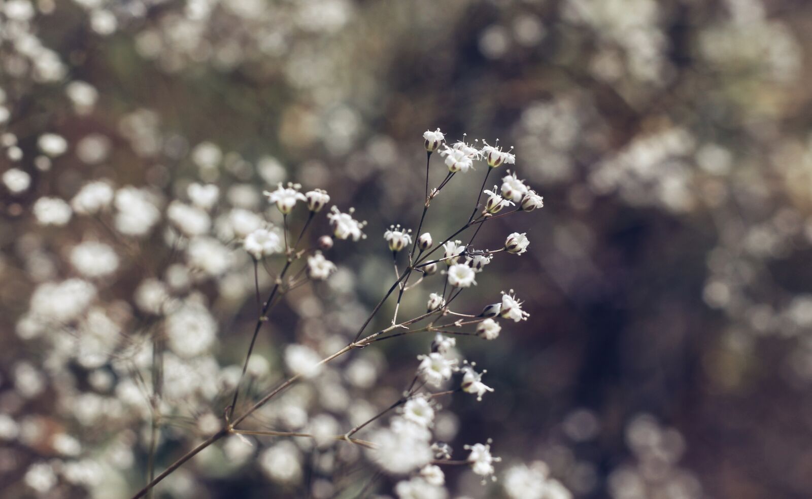 Canon EOS 700D (EOS Rebel T5i / EOS Kiss X7i) sample photo. Flower, nature, flora photography
