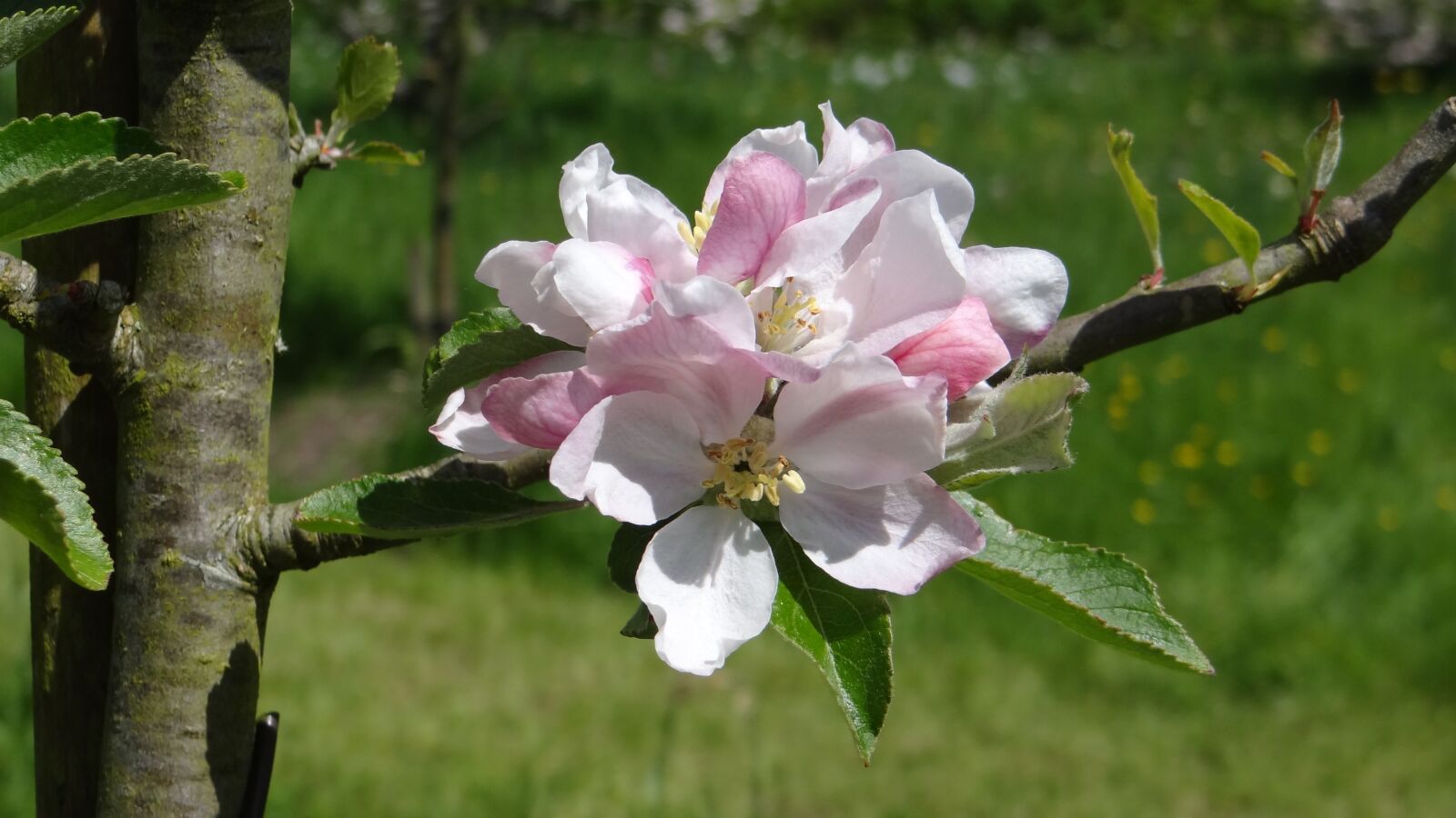 Sony Cyber-shot DSC-HX100V sample photo. Blossoms, apple, apple blossoms photography