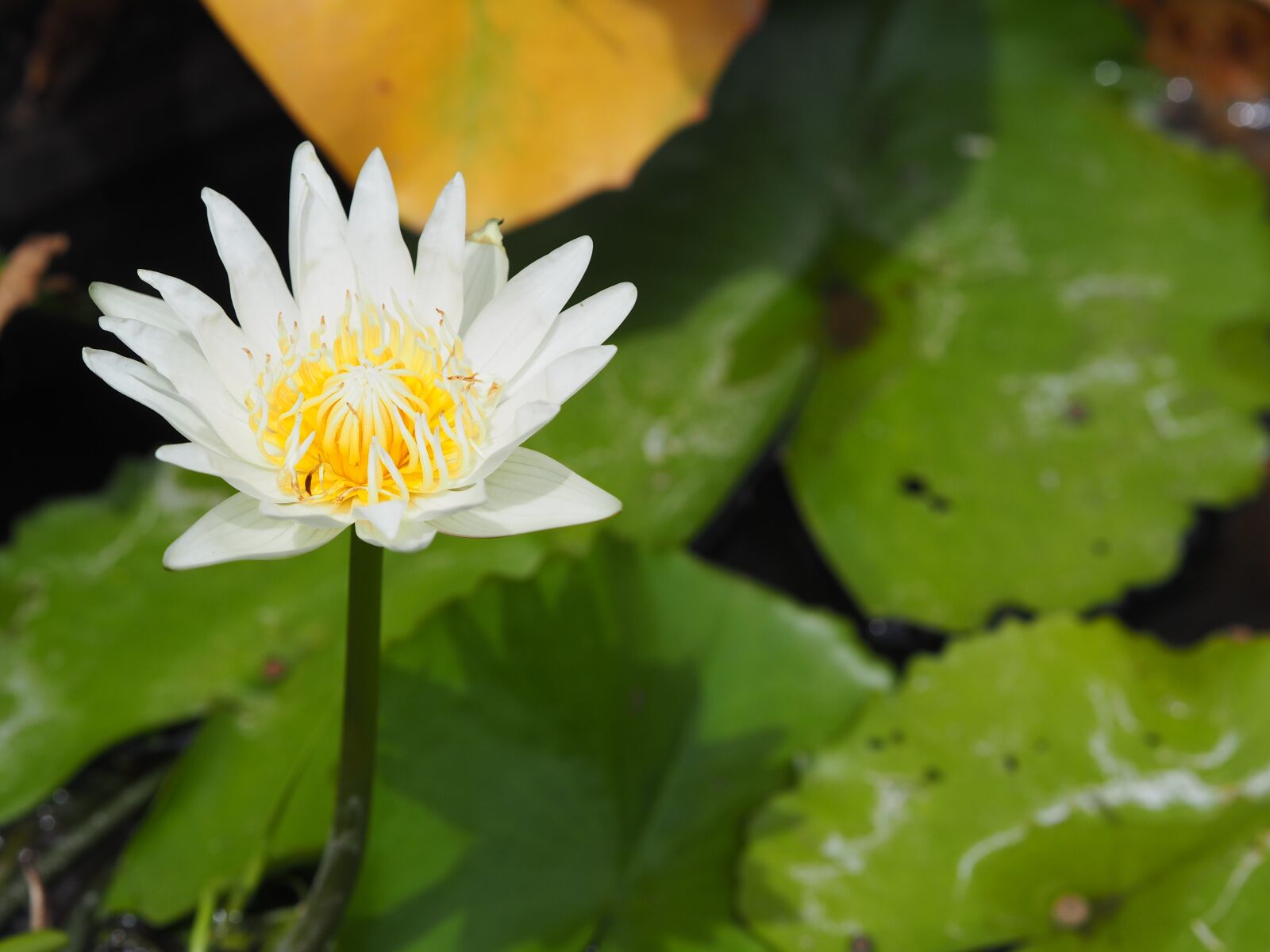 Olympus M.Zuiko Digital 45mm F1.8 sample photo. Lotus, white, white lotus photography