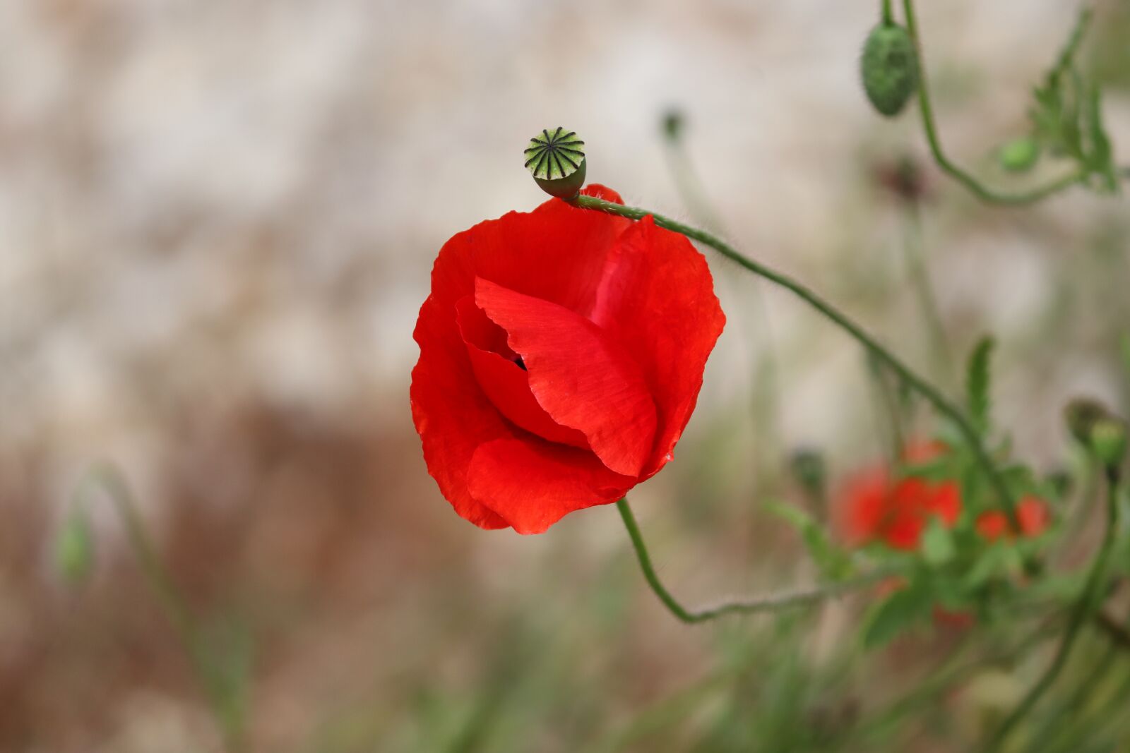 Canon EOS 200D (EOS Rebel SL2 / EOS Kiss X9) sample photo. Poppy, poppy flower, klatschmohn photography