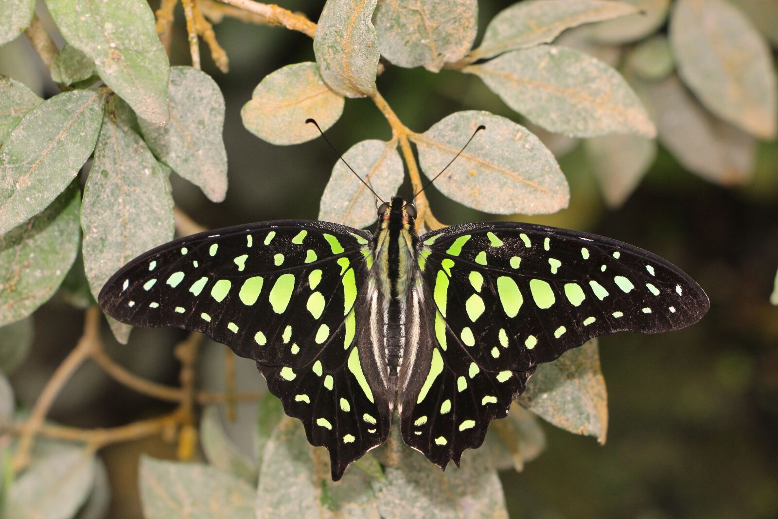 Canon EOS 100D (EOS Rebel SL1 / EOS Kiss X7) sample photo. Butterfly, lepidoptera, insect photography