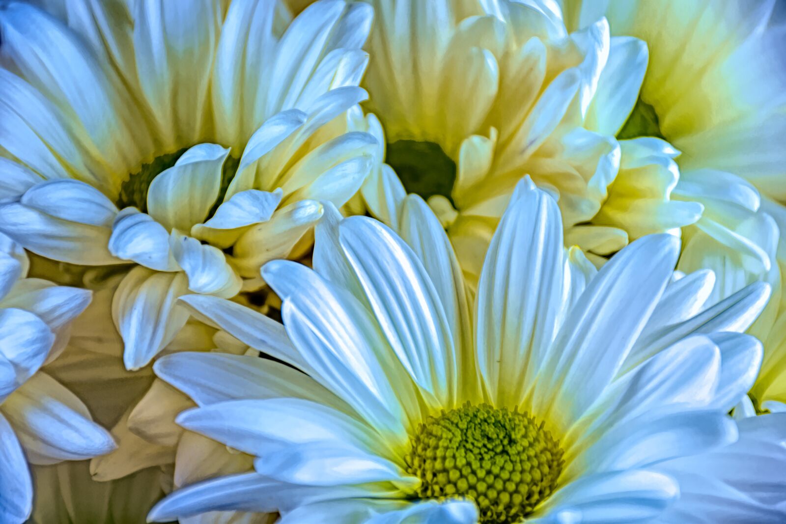 Nikon D5500 sample photo. Daisies, bouquet, flowers photography