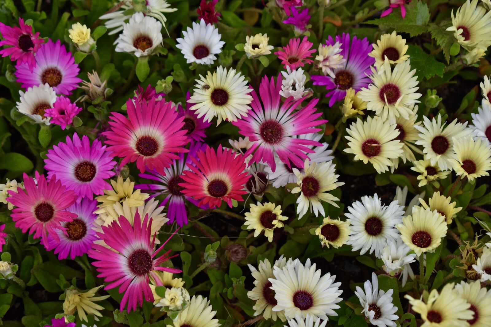 Nikon D3500 sample photo. Bed, purples, yellow photography