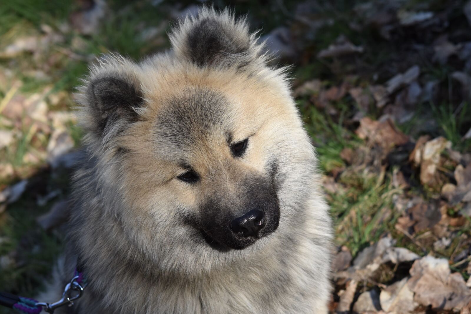 Nikon D5600 sample photo. Dog, dog eurasier olaf photography