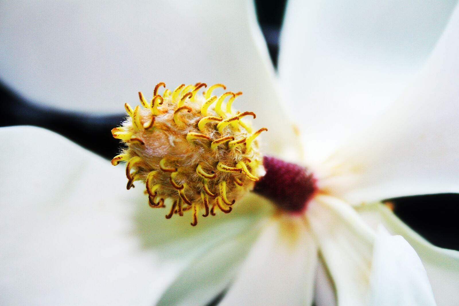 Canon EOS 30D sample photo. Magnolia grandiflora, magnolia, flower photography